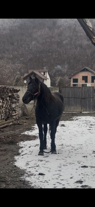 Schimb mânză cu vacă