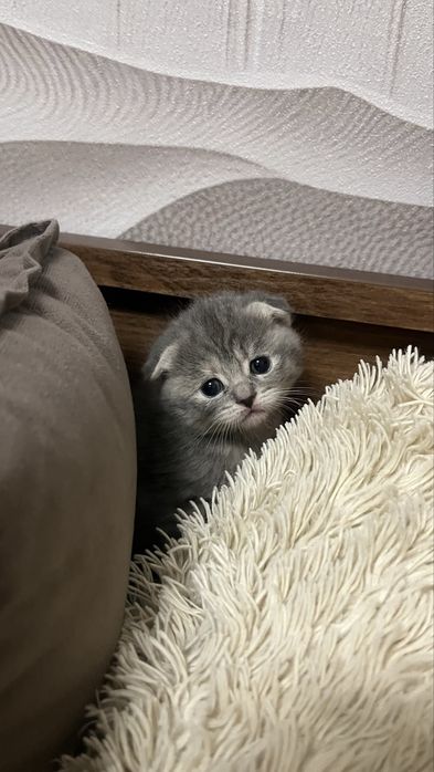 Продам шотладских котят