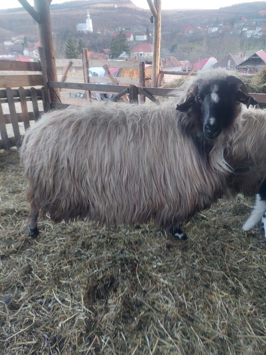 Vând două oi tinere