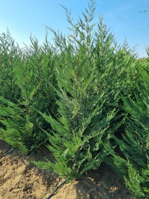 Leylandy 1-3 m oferim transport si plantat în toată tara