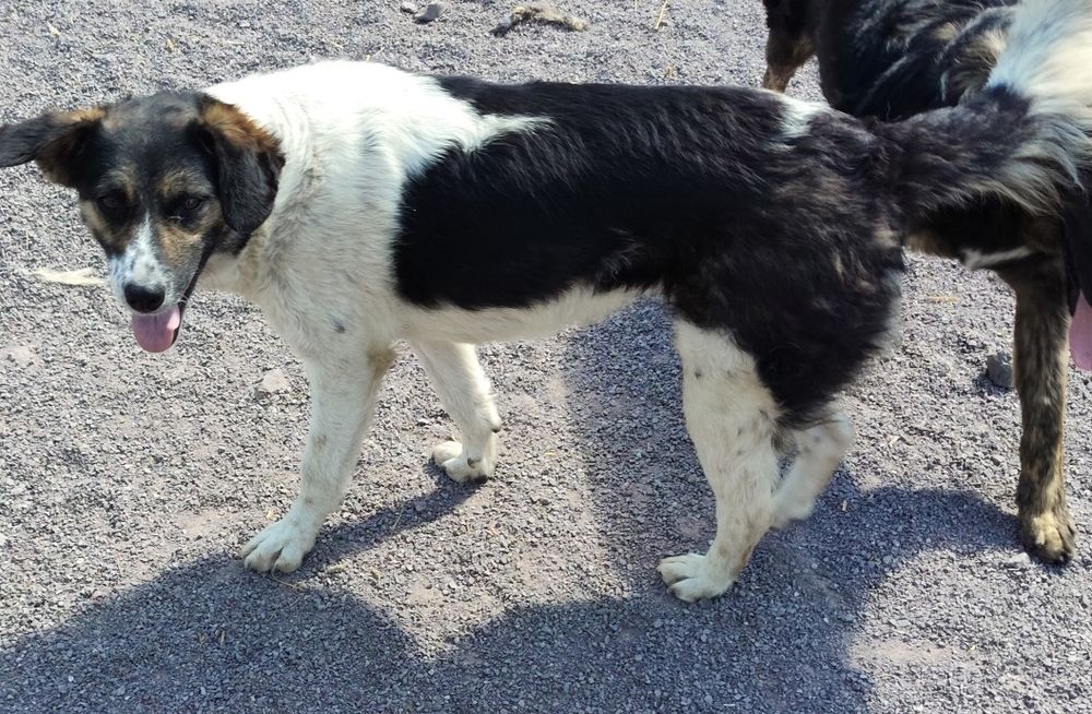 Собака ищет дом и семью