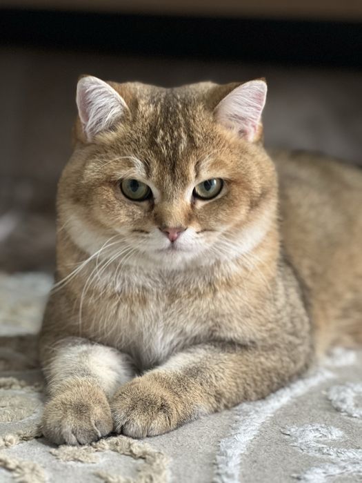 Золотая шиншилла