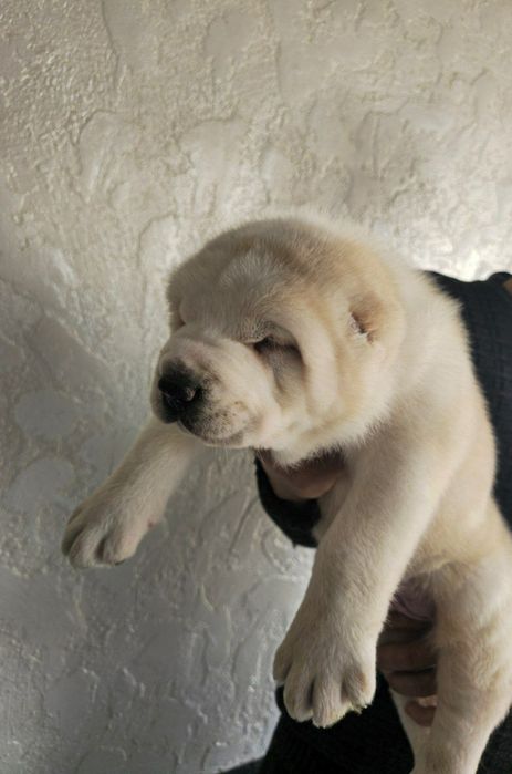 Продаётся Алабай Туркмен