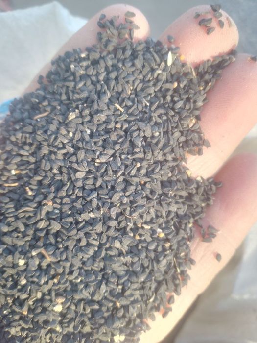 Mahalliy zomin qora sedana urugʻlari