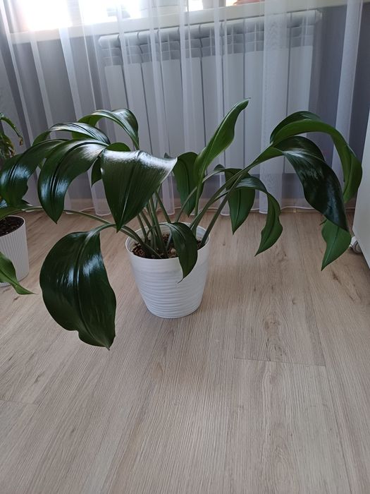 Продам комнатные цветы алматы