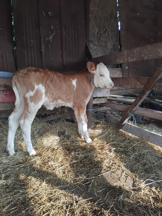 De vânzare vițică bălțată românească de doua săptămâni
