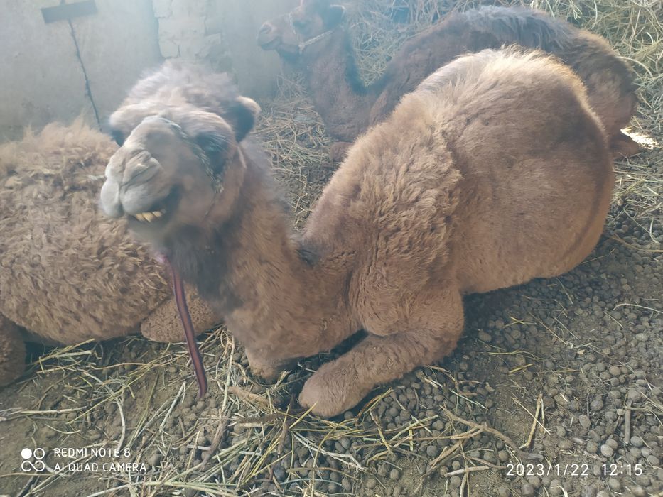 Tuya bolasi-bo'taloq