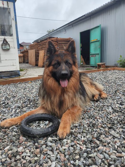 Длинношерстная Овчарка Вязка