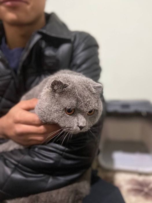 Vyzka uchun soglom mushuk