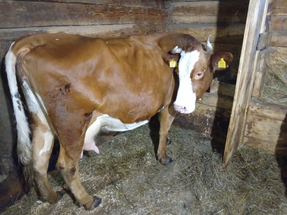 Vaca cu vitea de vinzare