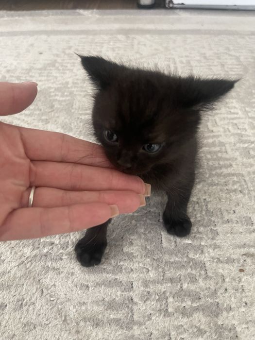 Отдам котят бесплатно