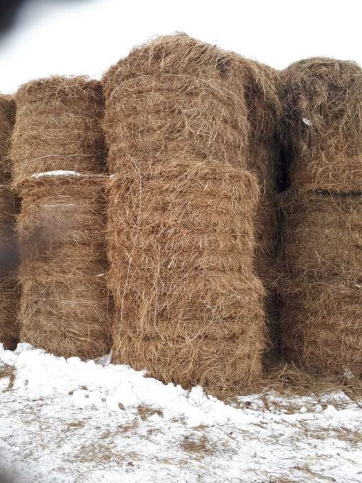 Продам сено в рулонах