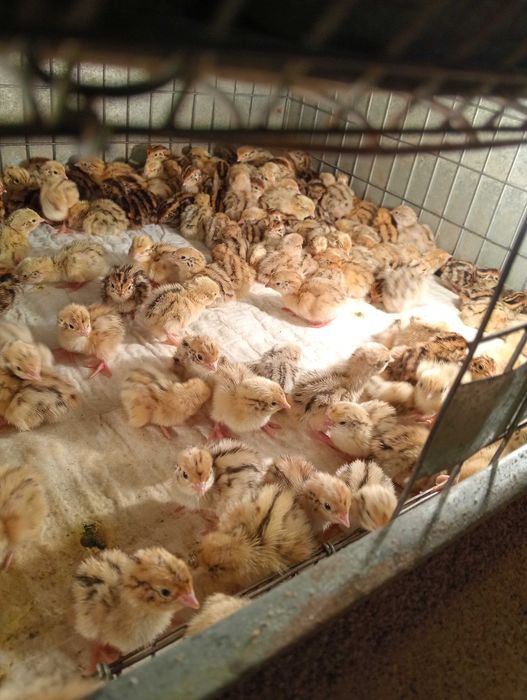 Vând pui de prepelita