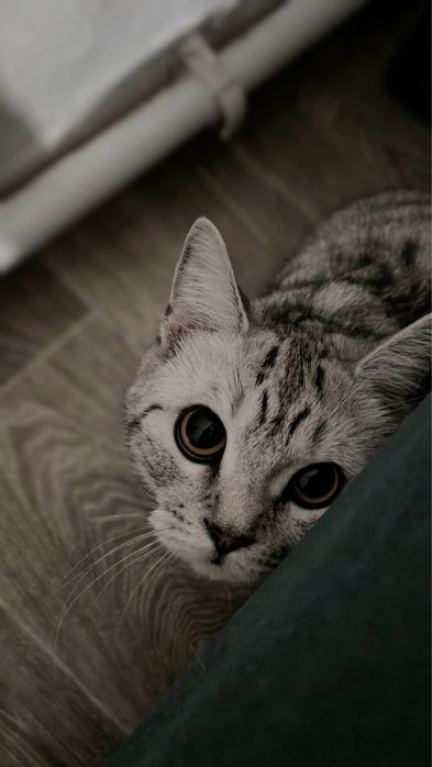 Британцы котята бронь