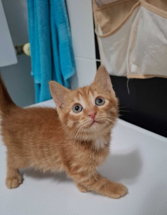 Отдам в добрые руки котенка, мальчик