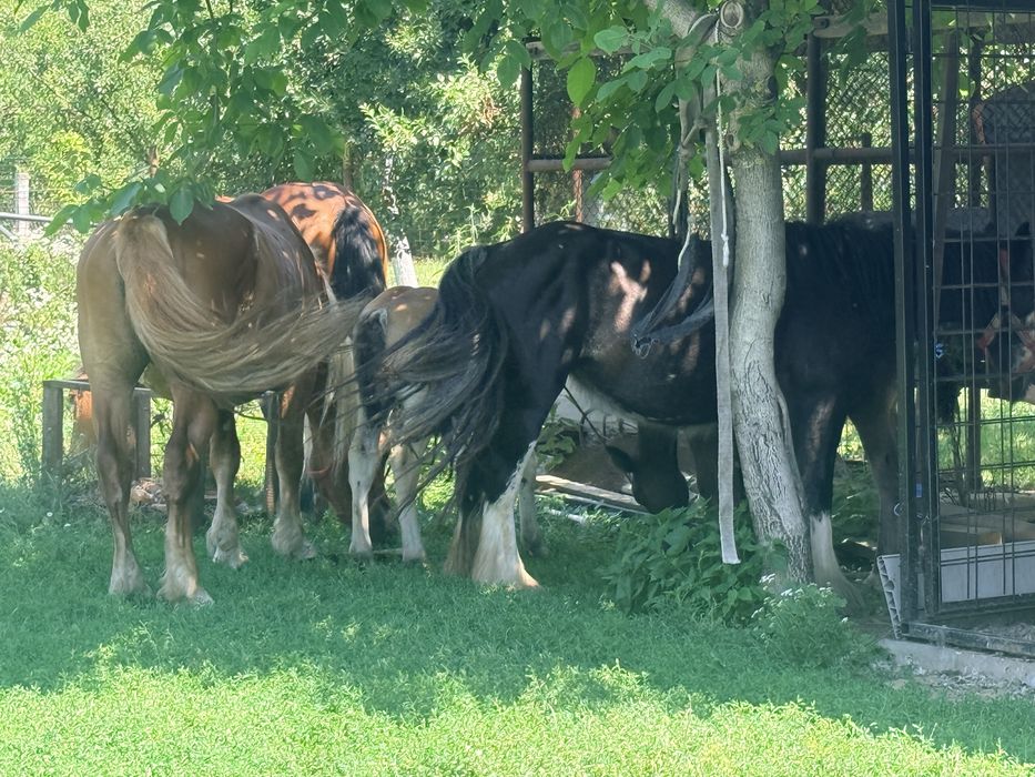 Iepe de vanzare sau iepe + manz
