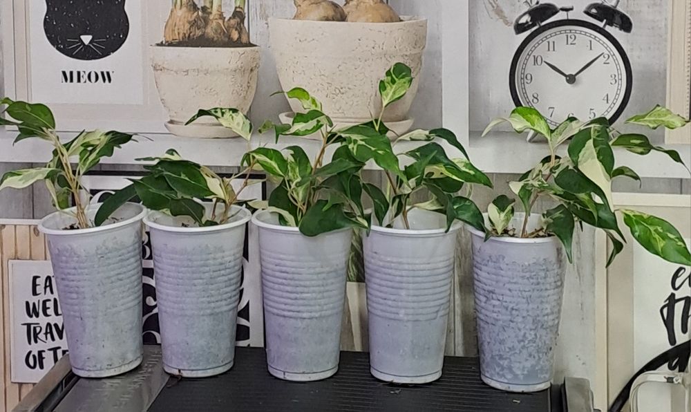 Продам комнатные растения