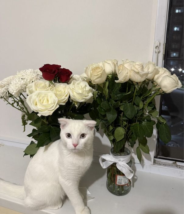 Отдам даром в хорошие руки