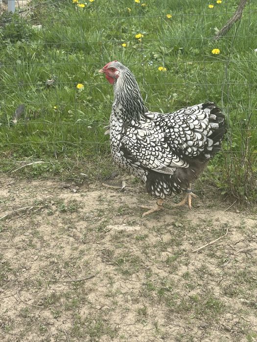 Vand gaini wyandotte argintiu