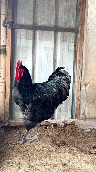 Джерси Гигант балпандары