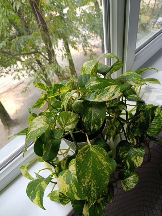 Продам комнатный цветок