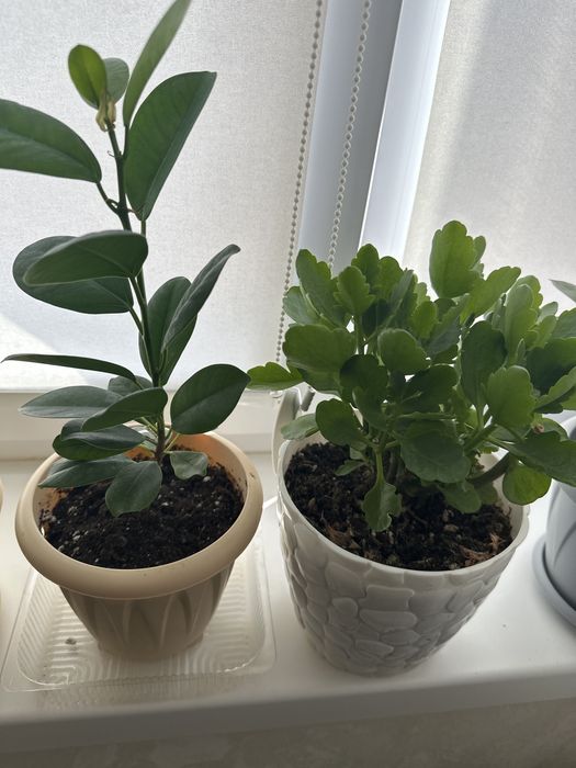 Продам комнатные цветы