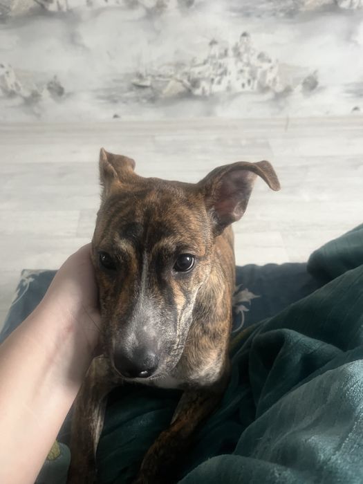 Отдам собачку . В добрые руки