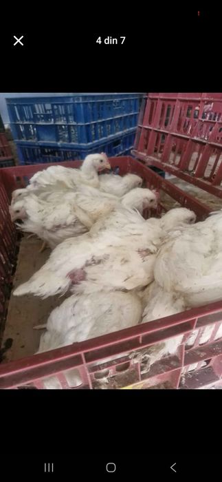 Pui carne și pui rasă mixtă