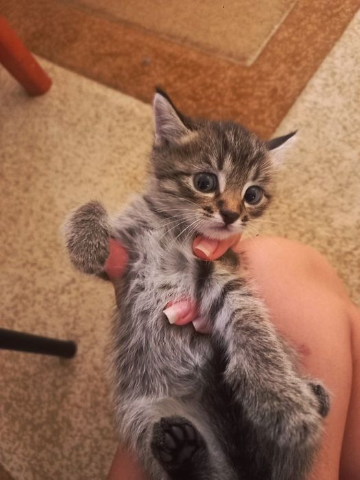 Котят в добрые руки ,3 мальчика и 1 девочка
