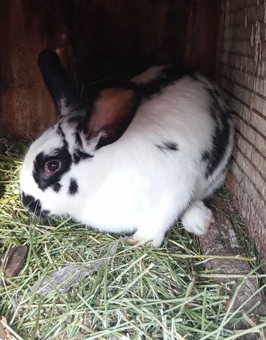 Продаются кролики домашнии