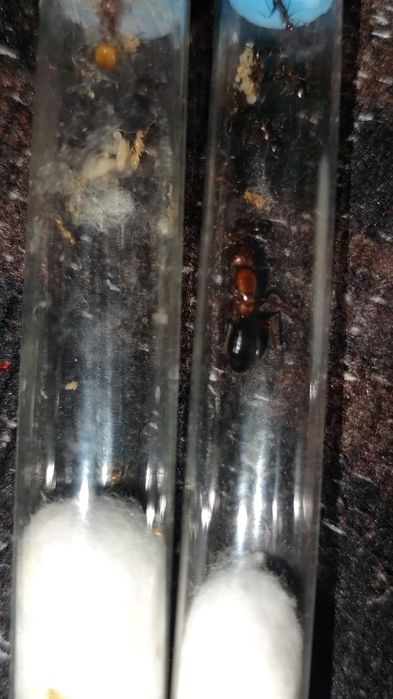 Муравьи для всех