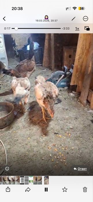 Продам курей даканих