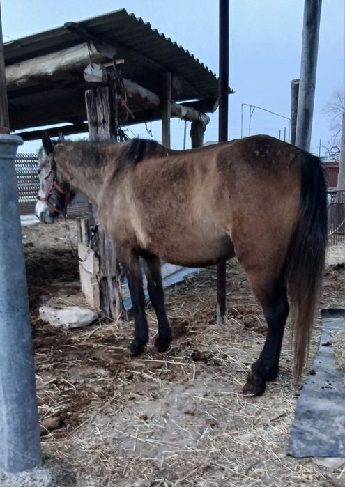 Буаз биелер еки бас жылкы