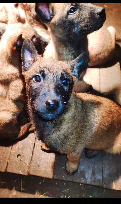 Щенки Бельгиской овчарки МАЛИНУА