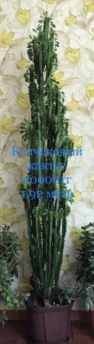 Продам комнатные растения. Очень много видов