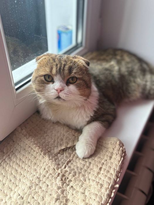 Отдам кота в хорошие руки