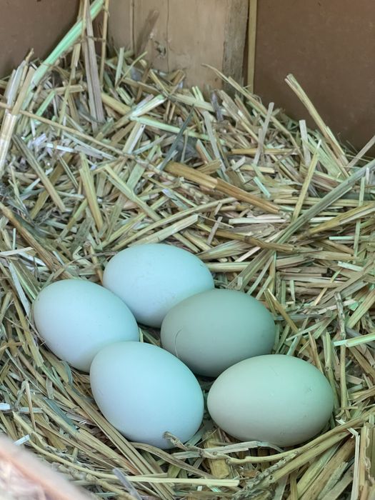 Инкубационные яйца разных пород