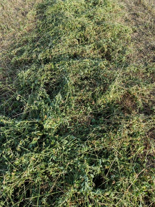 Baloti lucernă coasa 5