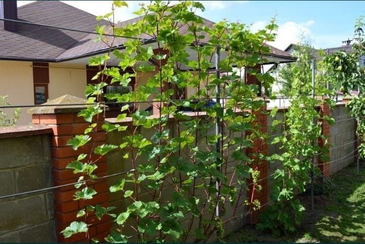 Обрезка Винограда в Атырау.