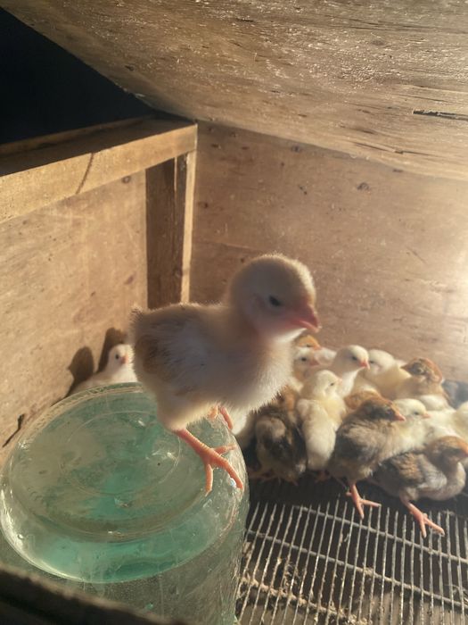 Балапандар цыпляти