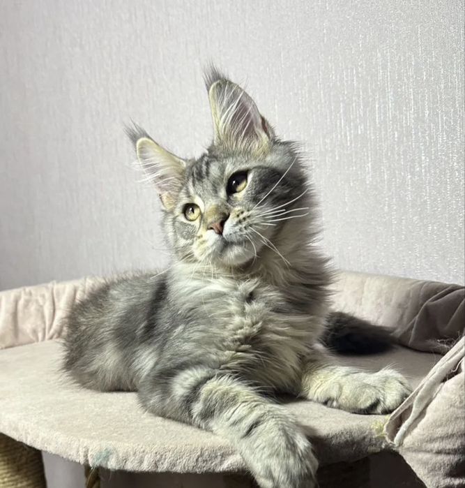 Мейн кун котенок чст кровний