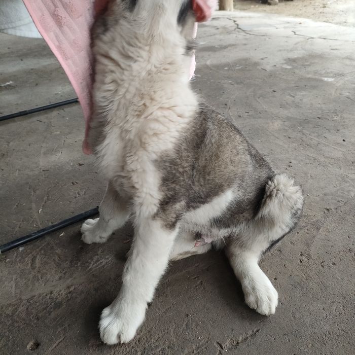 Алабай қаны 50000тнг