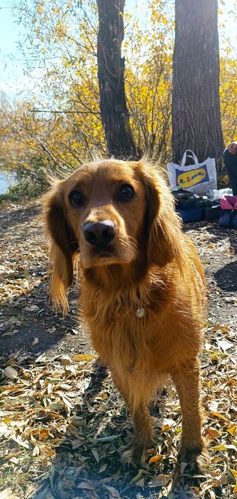 Русский спаниель вязка