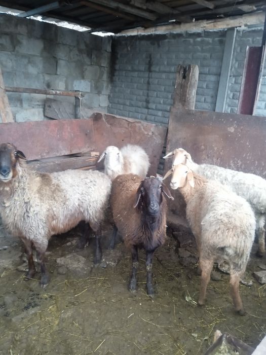 Кой сатылады саулык, тусак