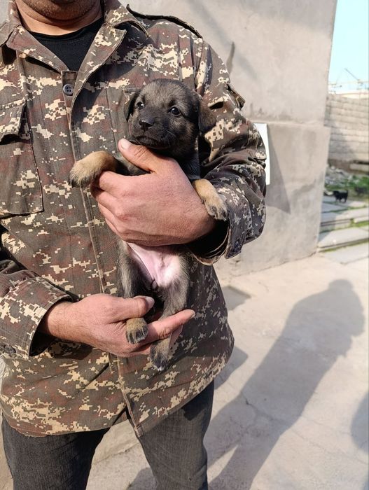 Щеночки отдам в хорошие руки