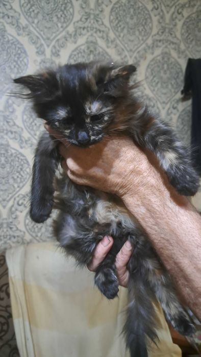 Отдадим в хорошие руки животных