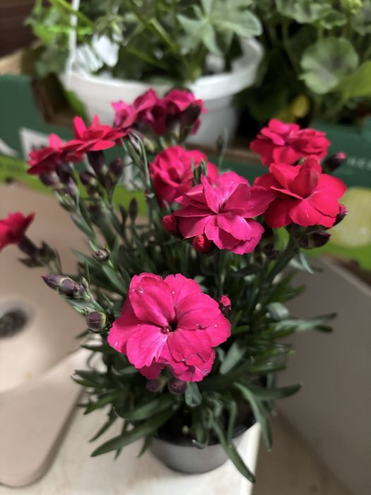 Мушкато, сакъзчета, маргаритки