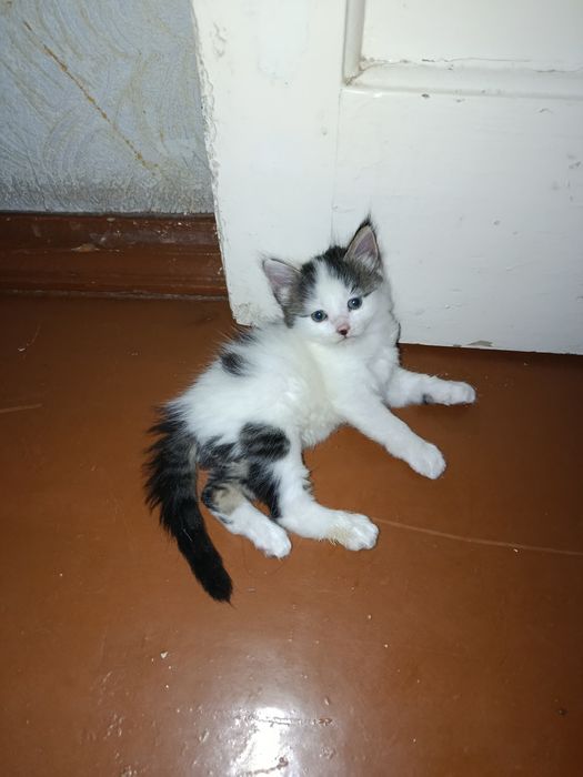 100mingdan 40kun boʻldi tugʻulganiga