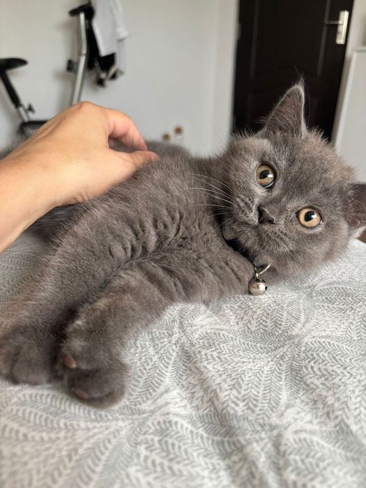 Mascul british shorthair