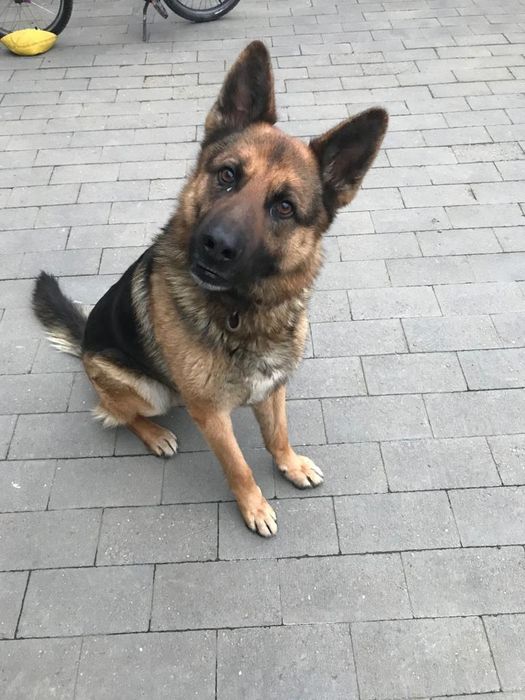 Frizerie canina Moșnița nouă